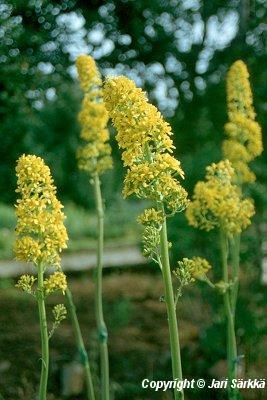  Ligularia macrophylla 